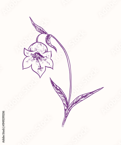 Blue bell flower (campanula) on stem with leaves, doodle black ink drawing, woodcut style