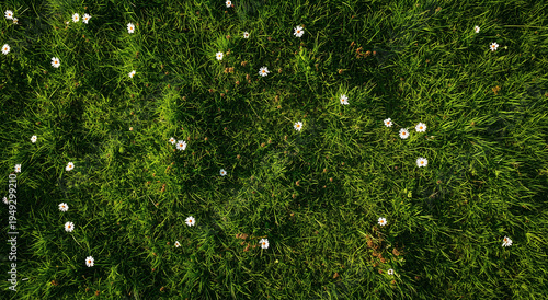 Beautiful White Chamomile In Wild Nature