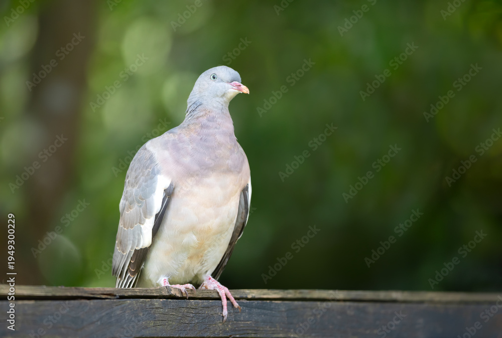 Fototapeta premium Portrait of common wood pigeon perched on wooden garden fence