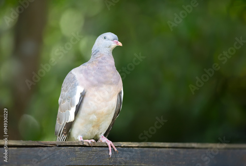 Portrait of common wood pigeon perched on wooden garden fence