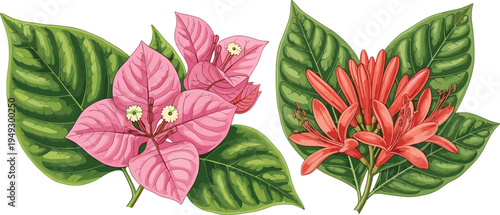 Botanical flower illustration with pink and red blossoms, tropical leaves, floral vector design for gardening, nature, agriculture, exotic plant artwork
