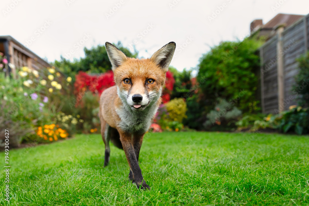 Fototapeta premium Portrait of a curious red fox standing on a green grass in urban garden