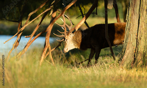 Fotografie Red deer stag thrashing antlers on tree branches during autumn rut