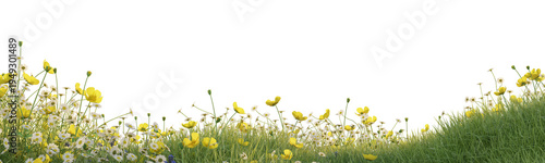 Panoramic border of blooming wildflowers and fresh green grass in a natural spring meadow composition isolated on a black background. Delicate white daisies and yellow meadow flowers create a decorati