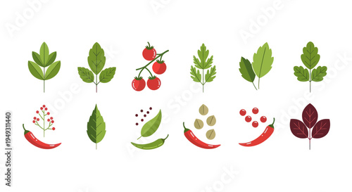 Culinary herbs and spices vector illustration