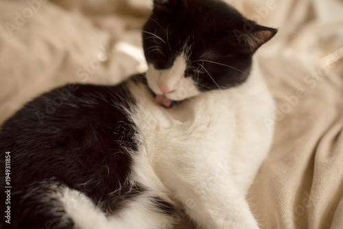 A small black and white cat grooming itself on a soft beige surface. it has distinct markings and is focused on cleaning its fur.