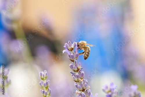 Honeybee collecting pollen from lavender flower in summer garden. Macro closeup with soft bokeh background, highlighting pollination, nature, and delicate purple blossoms.