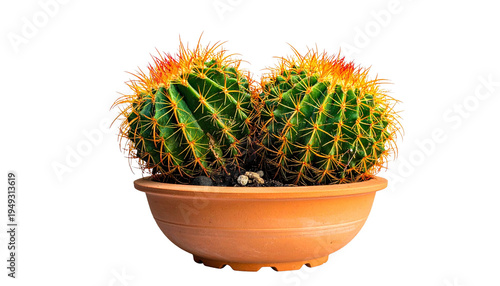 Wallpaper Mural Kaktus, freigestellt Torontodigital.ca