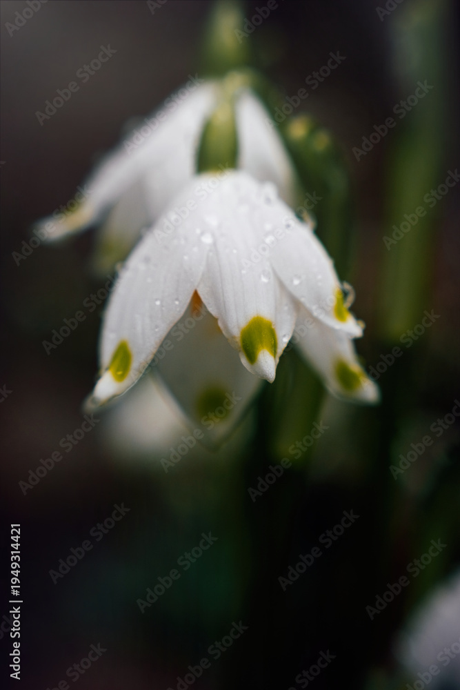 Fototapeta premium White blooming snowdrops. First spring forest flowers 