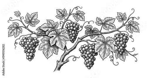 Grapevine with bunch of grape and leaf vintage engraving