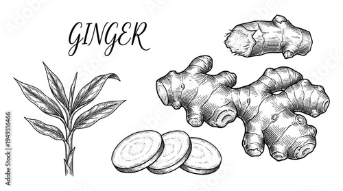Ginger root vintage engraving set with slice and plant