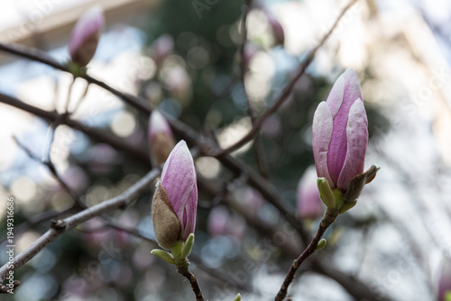 Magnolia Buds Detail. Closeup Of Tender Flower Buds. Botanical Study Of Fragile Magnolia Flower Tips. Detailed View Showcasing Smooth Texture And Intricate Vein Patterns Of Magnolia Buds