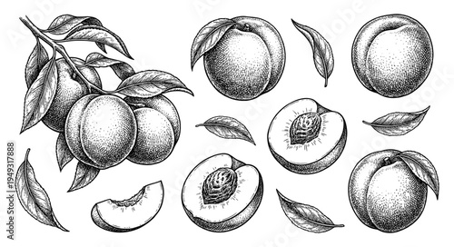 Peach fruit set in vintage botanical engraving style