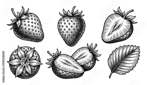 Strawberry fruit and leaves in vintage engraving style