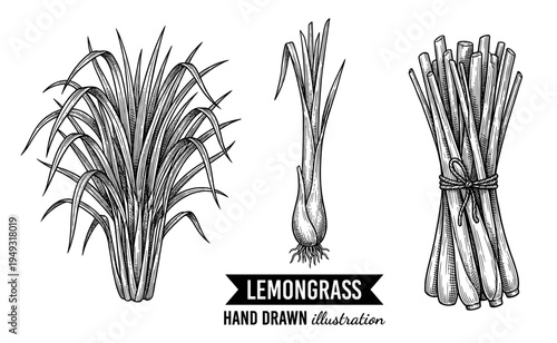 Lemongrass plant and stalks in vintage engraving style