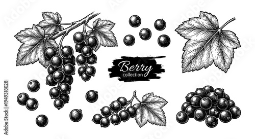 Blackcurrant branch and berries in vintage engraving style