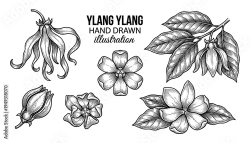 Ylang ylang flower and leaves in vintage engraving style