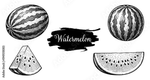 Watermelon fruit and slices in vintage engraving style