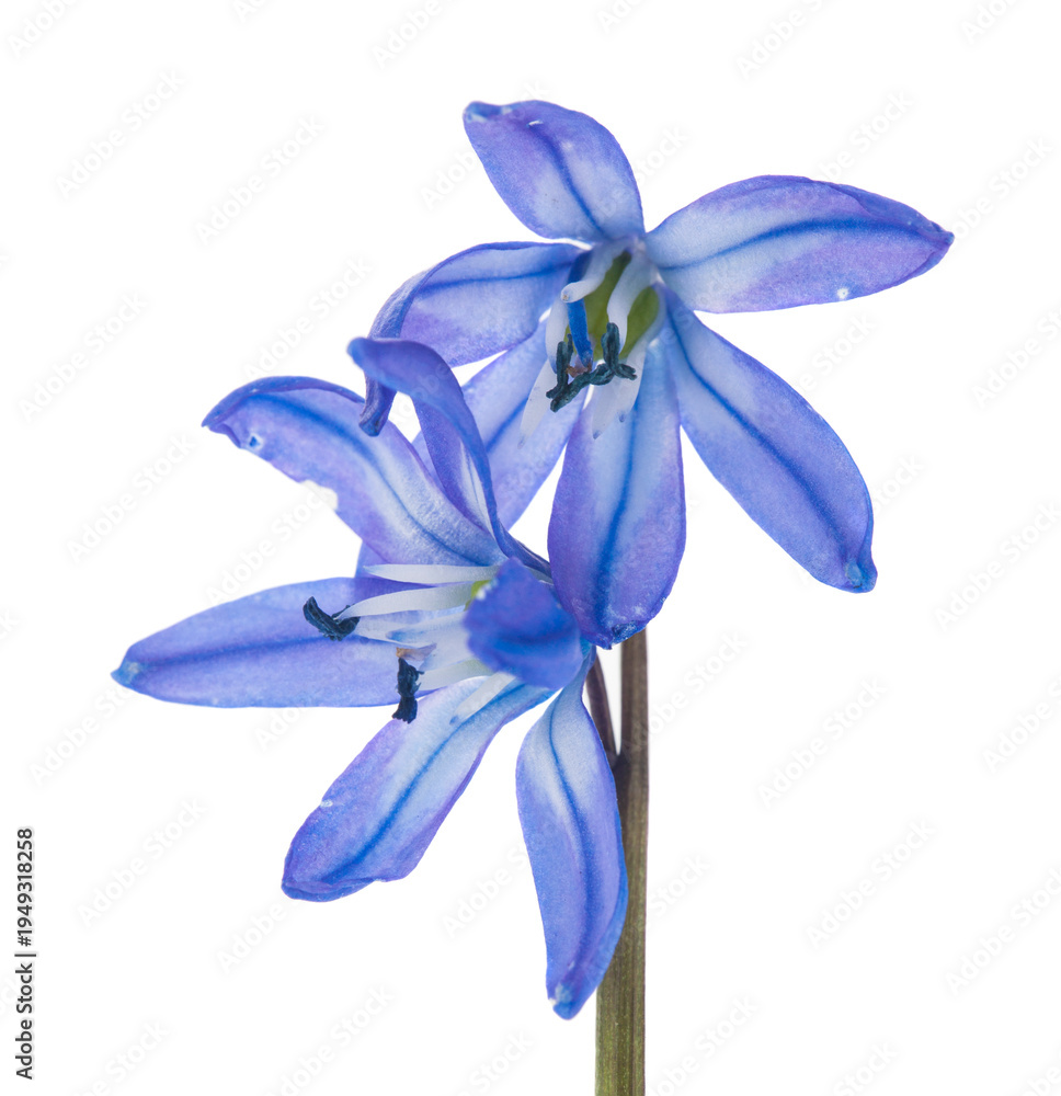 Fototapeta premium Scilla flowers isolated on white background.