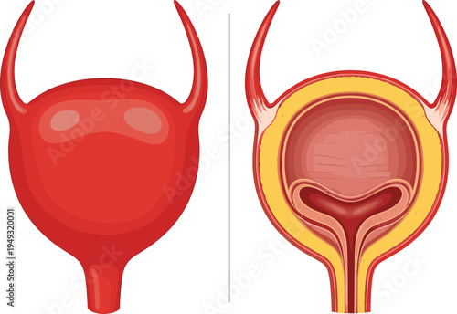 Human urinary bladder anatomy cross section medical diagram showing internal structure of bladder organ vector illustration