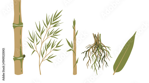 A botanical illustration set shows five different parts of a bamboo plant, including the stalk, leaves, shoot, and roots.