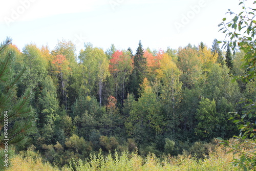 Bild auf Leinwand Beautiful autumn forest on the river bank in early autumn