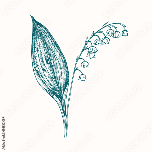 May Day flower or  Lily of the Valley (Convallaria majalis),  flower, isolated doodle ink drawing, woodcut style