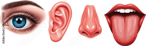 Human sense organs eye ear nose and tongue anatomy sensory system medical vector illustration set