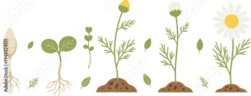 Chamomile Plant Growth Stages Illustration Showing Seed, Sprout, Seedling and Flowering Herb with Roots and Leaves for Botanical, Herbal and Gardening Designs