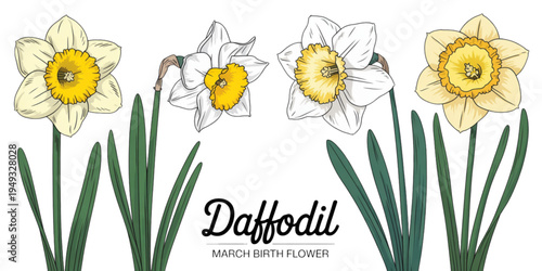 A collection of beautiful yellow and white daffodil flowers representing the march birth month Vector