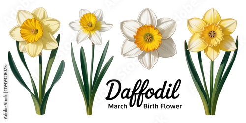 A collection of beautiful yellow and white daffodil flowers representing the march birth flower Vector