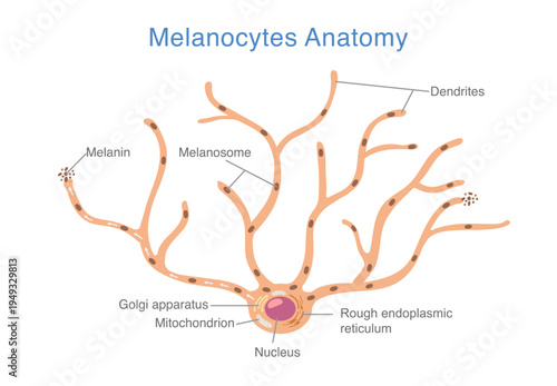 Melanocyte anatomy. Dendritic skin cell structure, melanosome formation, and melanin distribution. Medical diagram about human skin pigmentation and dermatological.