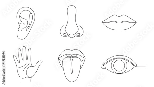 Five senses icons with ear, nose, mouth, tongue, eye, and hand in minimalist single line art style on a white background