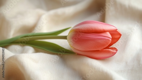 Pink Tulip Resting on Soft Fabric in Natural Light During Daytime