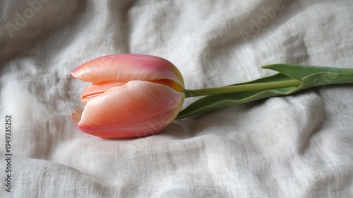 Tulip Resting on Soft Fabric in Natural Light During a Quiet Afternoon