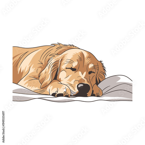 A happy golden retriever puppy sitting isolated on a white background makes an adorable purebred pet portrait of a cute canine friend