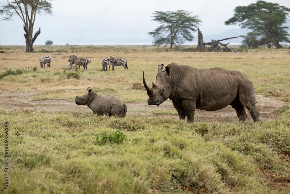 Obraz premium Mother white rhino with her calf walking through the grasslands