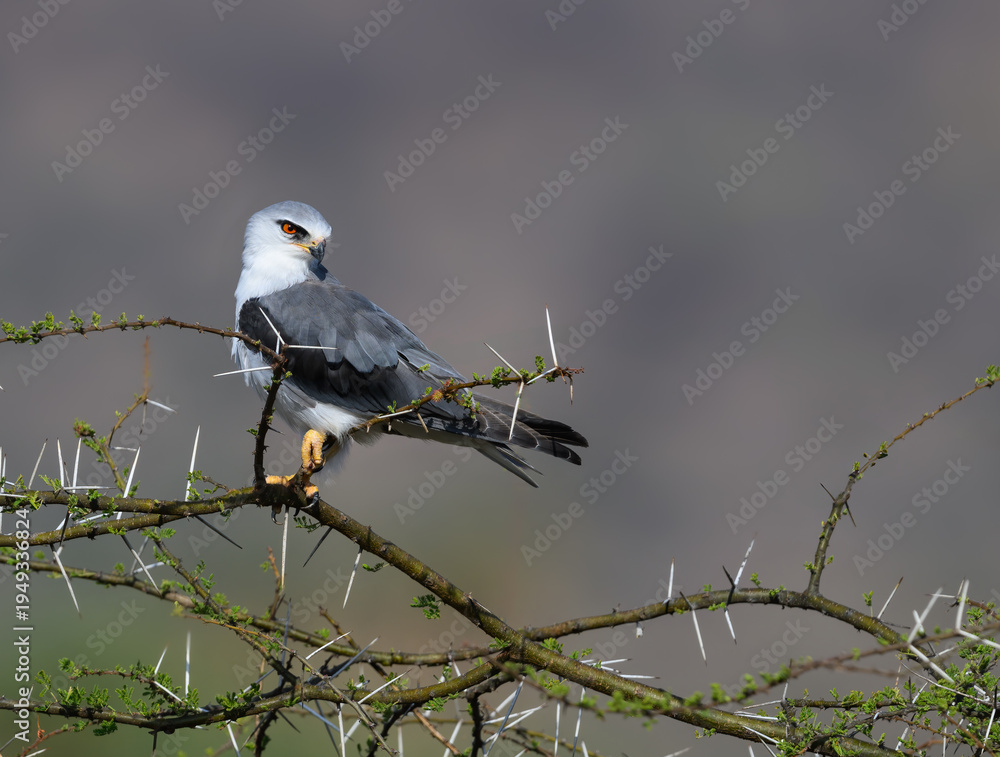 Fototapeta premium Black-winged Kite perched on a thorny acacia branch, staring intently with its striking red eyes