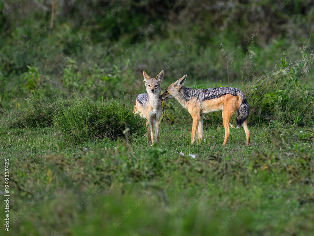 Fototapeta premium Pair of Black-backed Jackals Interacting in Grassland Habitat