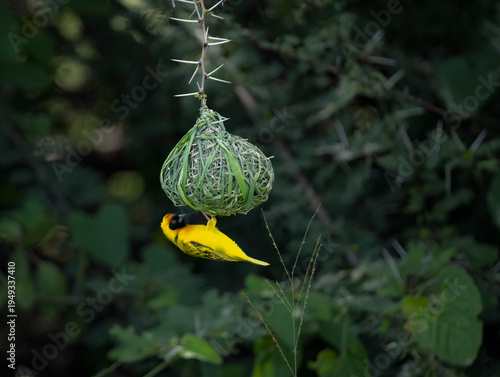 A male Southern Masked Weaver hangs inverted from its intricately woven grass nest against a soft-focus green background