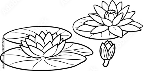 A detailed black and white illustration of water lilies. The image is centered with a large, fully bloomed water lily and a smaller, closed bud on the left side. Several lily pads are scattered, surro