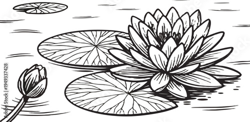 A detailed black and white illustration of water lilies. The image is centered with a large, fully bloomed water lily and a smaller, closed bud on the left side. Several lily pads are scattered, surro