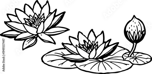 A detailed black and white illustration of water lilies. The image is centered with a large, fully bloomed water lily and a smaller, closed bud on the left side. Several lily pads are scattered, surro