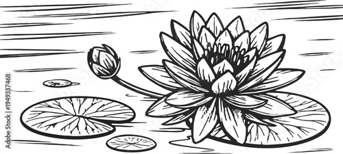A detailed black and white illustration of water lilies. The image is centered with a large, fully bloomed water lily and a smaller, closed bud on the left side. Several lily pads are scattered, surro
