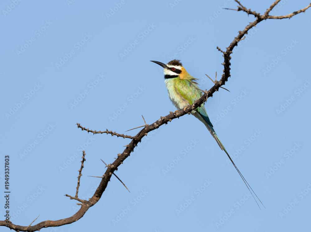 Obraz premium White-throated Bee-eater perched on a thorny branch against a clear blue sky