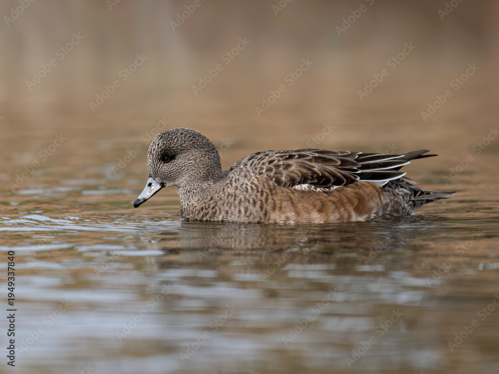 Fototapeta premium Female American Wigeon swimming on the pond in fall