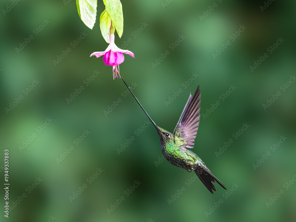 Naklejka premium Sword-billed Hummingbird Feeding from Pink Fuchsia Flower in Rainforest