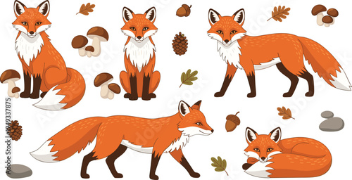 Flat vector illustration set of cute red foxes in various poses including sitting walking and sleeping with forest elements like mushrooms acorns and leaves on white background