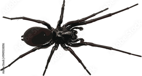 Spider macro close up image, black arachnid insect detail, wildlife nature photography, creepy crawler animal concept, isolated background