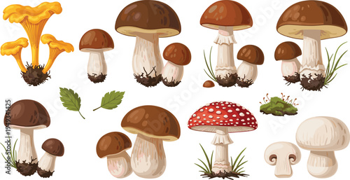 Wild Forest Mushroom Variety Vector Illustration Set Featuring Different Fungi Species Including Toadstools, Edible Mushrooms, Leaves, and Moss Botanical Nature Collection